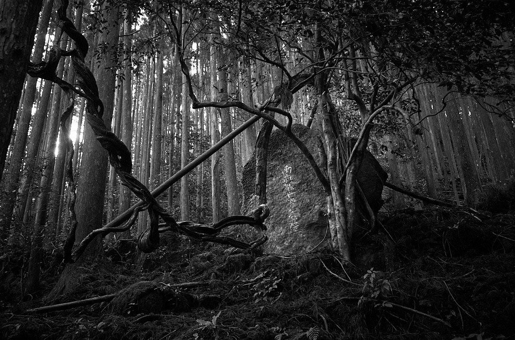 Along the Kumano Kodo